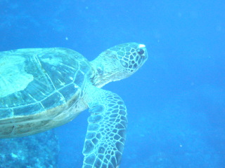 海がめ